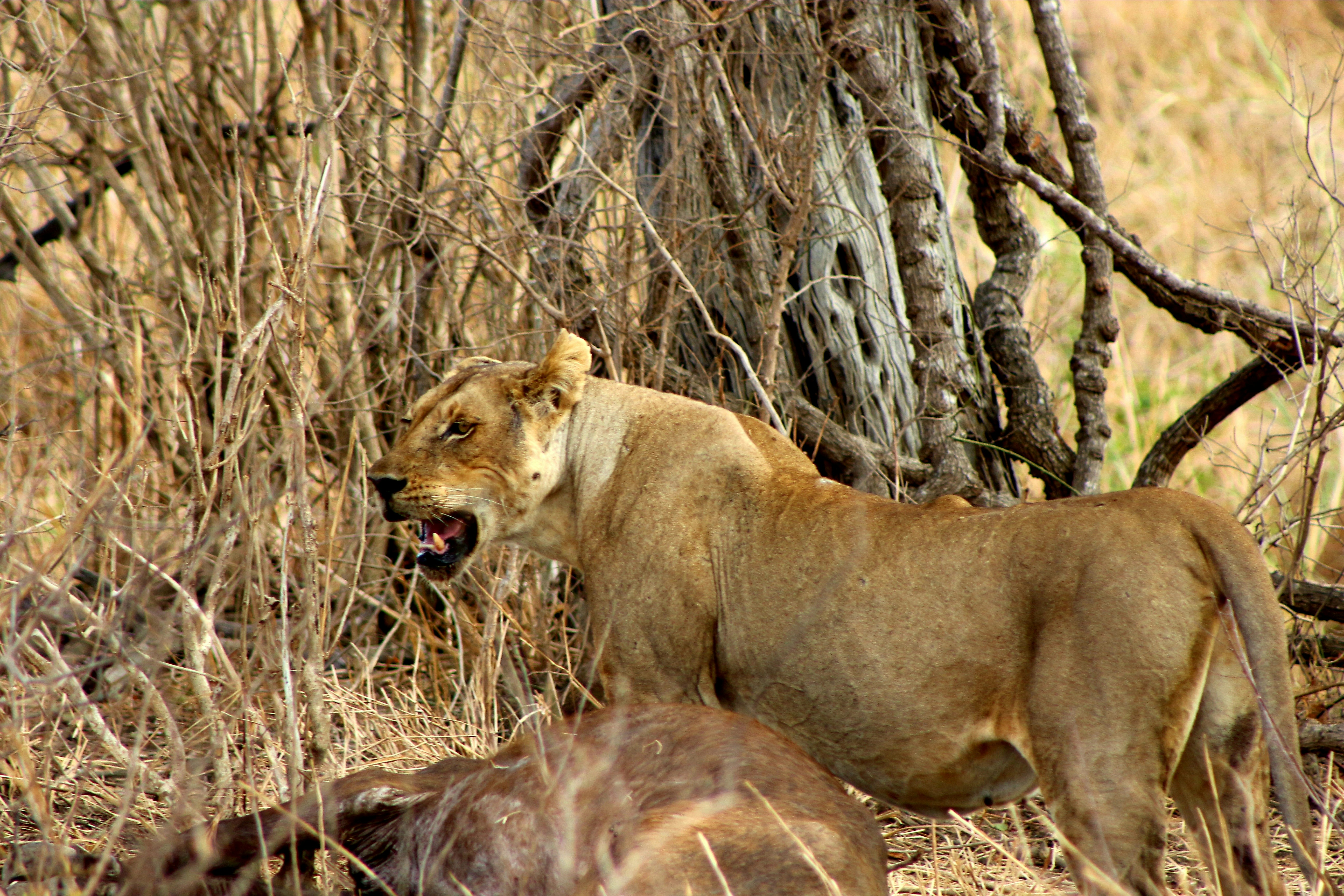 2-Days -1 night Tanzania Adventure: Uluguru Mountains & Mikumi National Park